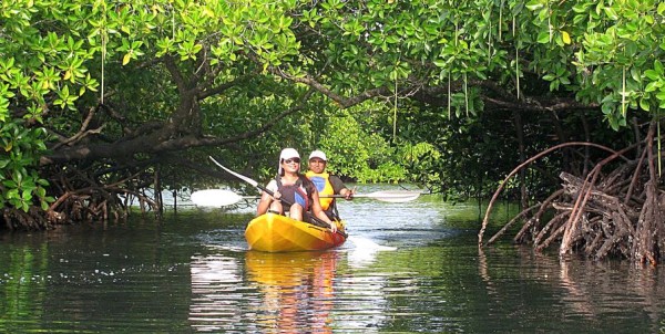 Mangrove Kayaking in Havelock, Andaman Islands
