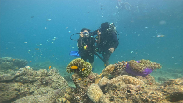 Boat Dive at Red Pillar